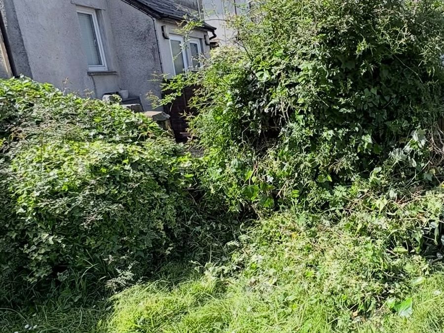 Overgrown garden boundary with brambles and ivy